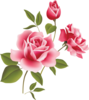Flower Rose Pink Three Image